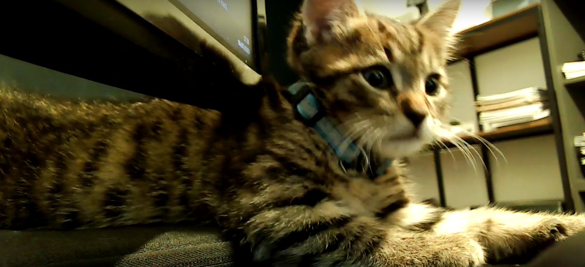 h1ddenscript's tweet image. oh yeah guys say hi to milo