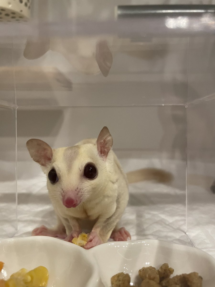 HamstarMelon's tweet image. ディナータイム🌽

#ペグちゃん
#ハグちゃん
#フクロモモンガ