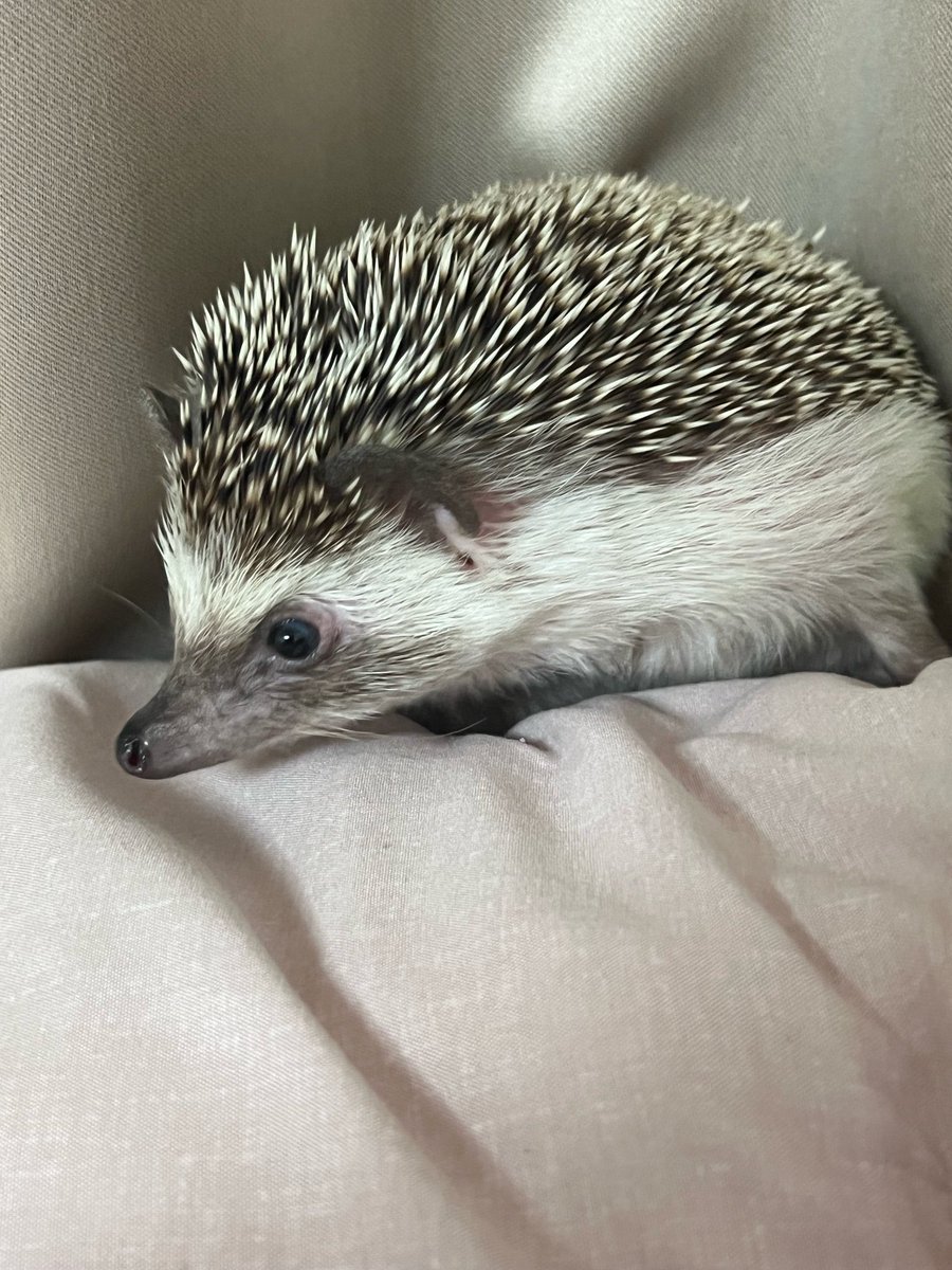 csthedgehogs's tweet photo. the hedgehog in my pfp already passed away, rest in peace odi u will be remembered :( https://t.co/B5sDm32OIC