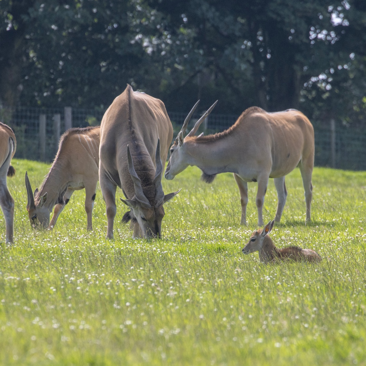 💗 #ThrowbackThursday to this adorable Eland! Last month, we captured some shots of the new addition, Damson. Don't let her size fool you – she may look small here, but Eland are the largest living antelope in the world 🤩 👀 See if you can spot her on your next adventure!