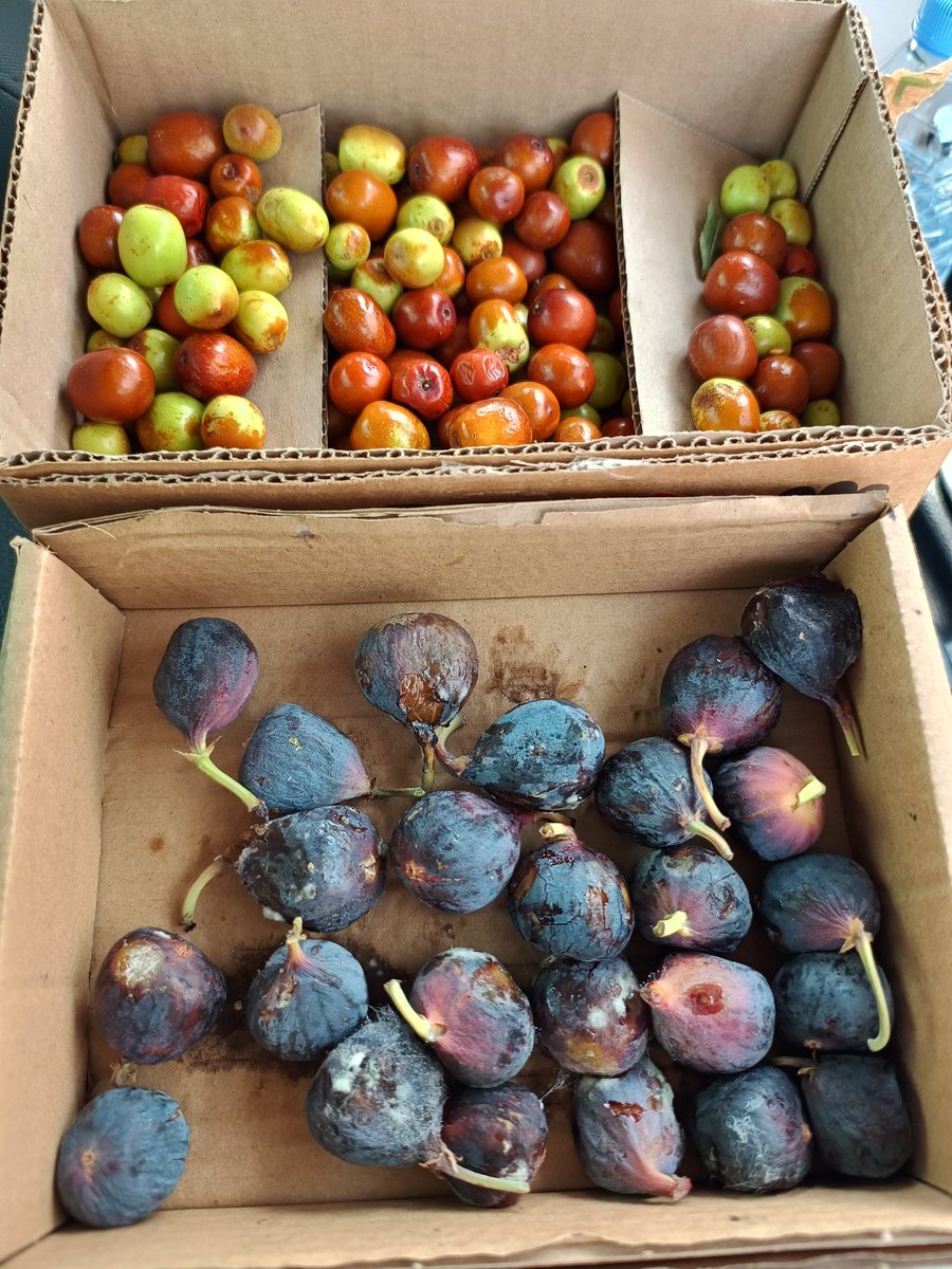 ليس سرا، أنني استغل الخميس في زيارة مكاتب الزملاء لأخذ ما طاب اكله و خف وزنه في غيابهم.
و لكني اليوم لم أجد ما يستحق الأخذ، و من كرم ربي وصلت لي عجوة من المدينة، و هذين الكرتونين من التين و النبق من الطائف.
و بالكاد خرجت ببعض منها من المكتب قبل ان يلتهمها الزملاء 😂
#كارما