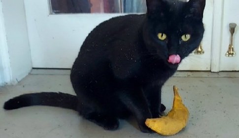 TreasuryMog's tweet photo. These beauties are Ravioli sent in by @MidnightAdria Milly sent in by @ryeremgrc Fergus sent in by @KShallaker and Magic sent in by @tue5day https://t.co/m54oNp6wWI