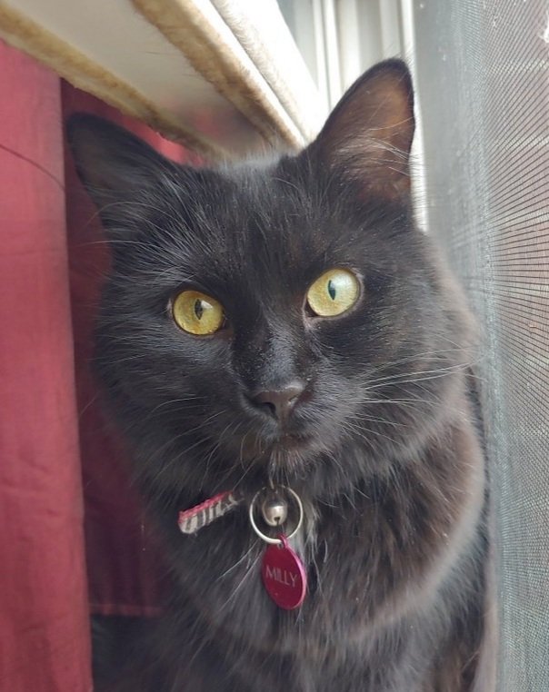 TreasuryMog's tweet photo. These beauties are Ravioli sent in by @MidnightAdria Milly sent in by @ryeremgrc Fergus sent in by @KShallaker and Magic sent in by @tue5day https://t.co/m54oNp6wWI