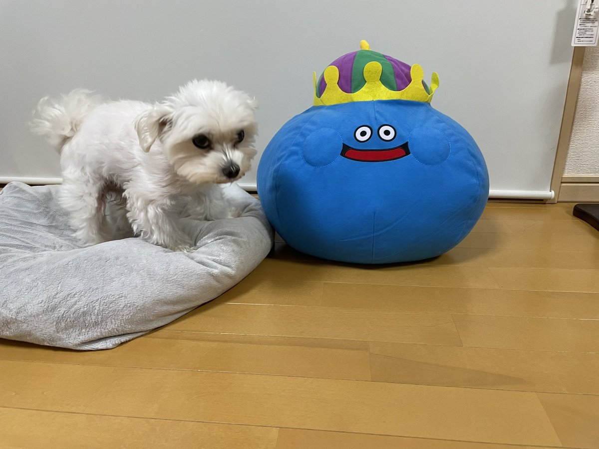 maruten2013's tweet photo. 新しい家族ができたのに微妙な表情な男😅
#ワンコ　#マルチーズ　#ドラクエ　#ドラゴンクエスト https://t.co/AYXWSWTNrj