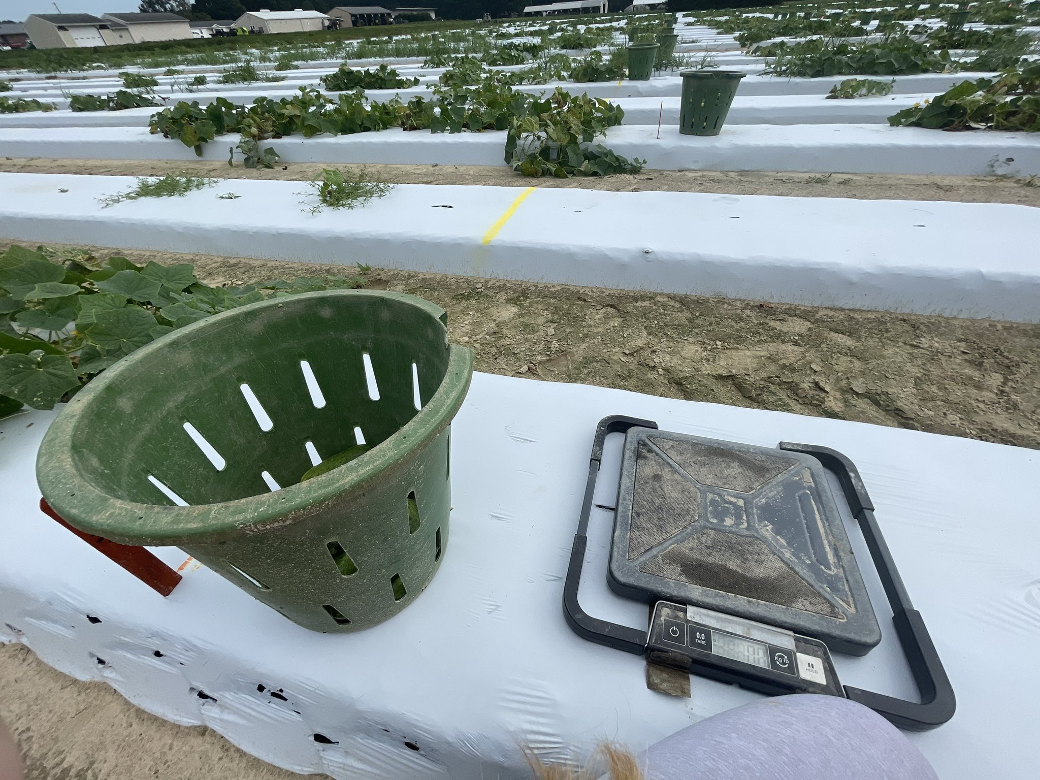 balance in the field for cucumber harvest