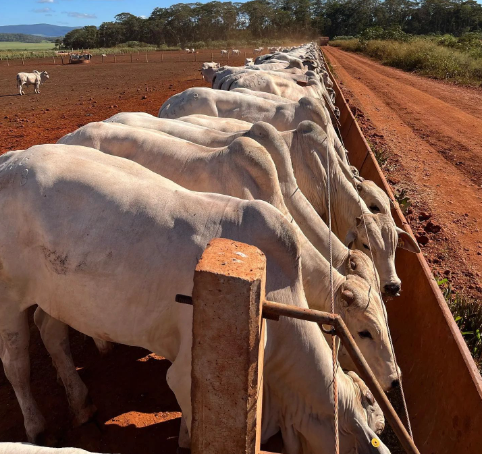 kofi_rawlings's tweet photo. A successful cattle farmer is interested not only in production and marketing but also in intelligent buying. 

1/9: When it comes to intelligent buying for cattle farmers, there are several "don'ts" to keep in mind. 

A thread... https://t.co/rAIUWd87ou