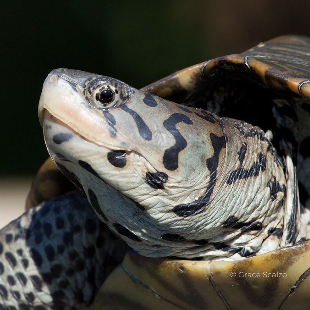 Freshwater species have declined by 83% in the last 50 years, suffering the consequences of pollution, drought and damaged habitats. We stand to lose some of the world’s richest biodiversity if we don’t act urgently to restore and protect these ecosystems 🦫🐸🐢 #HudsonSwim2023