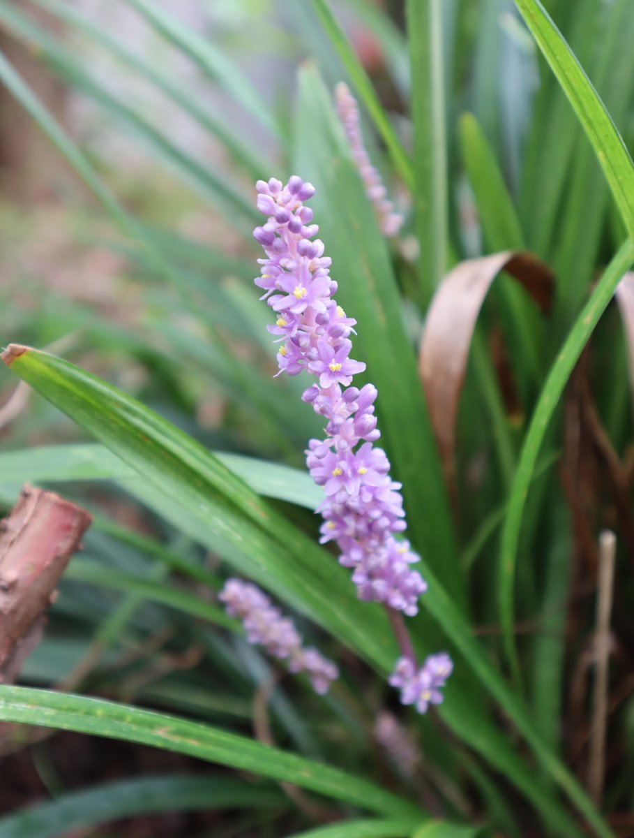 murasaki_hana_'s tweet photo. 花は同じ花でも
カメラによって
日の当たり具合によって
見え方が違うから
面白いですよね🤗
#BigBlueLilyturf #MonkeyGrass https://t.co/42c8KF8aI3