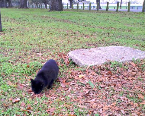 ChrisMalkove's tweet photo. Happy Black Cat Appreciation Day 🐈‍⬛ to my own panther Voodoo. 🐈‍⬛🐈‍⬛  He was dumped in City Park in 2012 until I was able to catch him! 🐈‍⬛  So happy that he's still going strong today! 💕🐈‍⬛💕🐈‍⬛💕🐈‍⬛💕🐈‍⬛ #BlackCatAppreciationDay
#blackcats #cats https://t.co/suc8F6YDw3