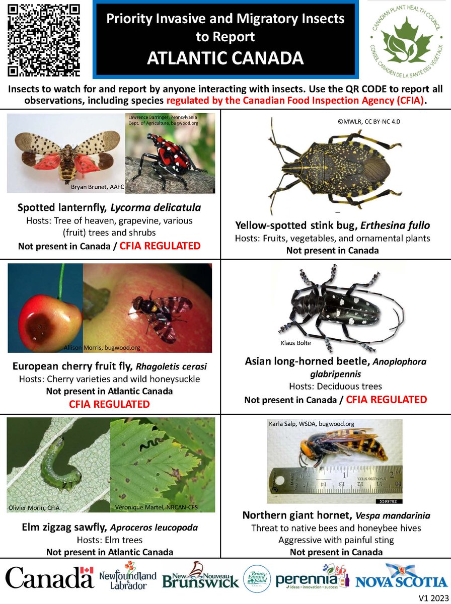 AgInfoPEI's tweet photo. Check out the poster to participate in the collaborative project by the Insect Surveillance Community of Practice of the Canadian Plant Health Council, a multi-partner body that coordinates action for the protection of plant health in Canada. #invasivespecies #InvasiveInsects https://t.co/JR9kXtWSeI