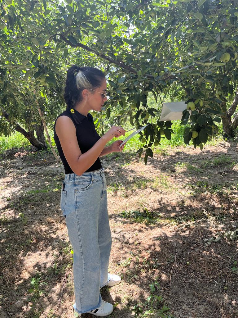 antalyailtarim's tweet photo. Teknik personelimiz #Kumluca'da biyolojik mücadelenin artırılmasına yönelik bilgilendirme faaliyeti gerçekleştirdi. #Kaş'ta Akdeniz meyve sineği ve #elmaiçkurdu için asılan tuzaklarda sayım yaptı. 
#GelecekTarımda
#TarımAntalyada

@gokhankaraca_
@ibrahimyumakli
@AntalyaValilik https://t.co/2wLQBV9aF2