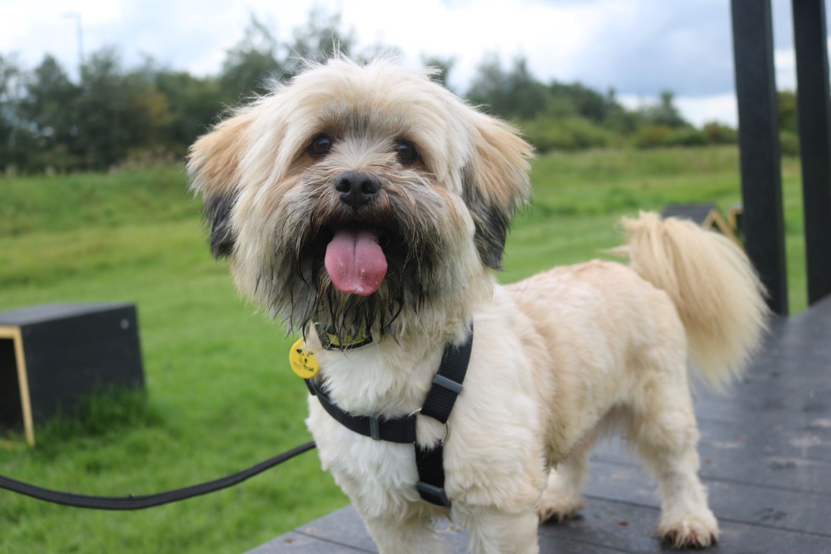 OZZY would like to show off his new haircut with you all 🤗 This little lion is a happy boy whose fave things are socialising and cheese! 🐕🧀 He is looking for: 💥 a fun and experienced family 🥰 a patient family who are around for most of the day 🏡 his own secure garden