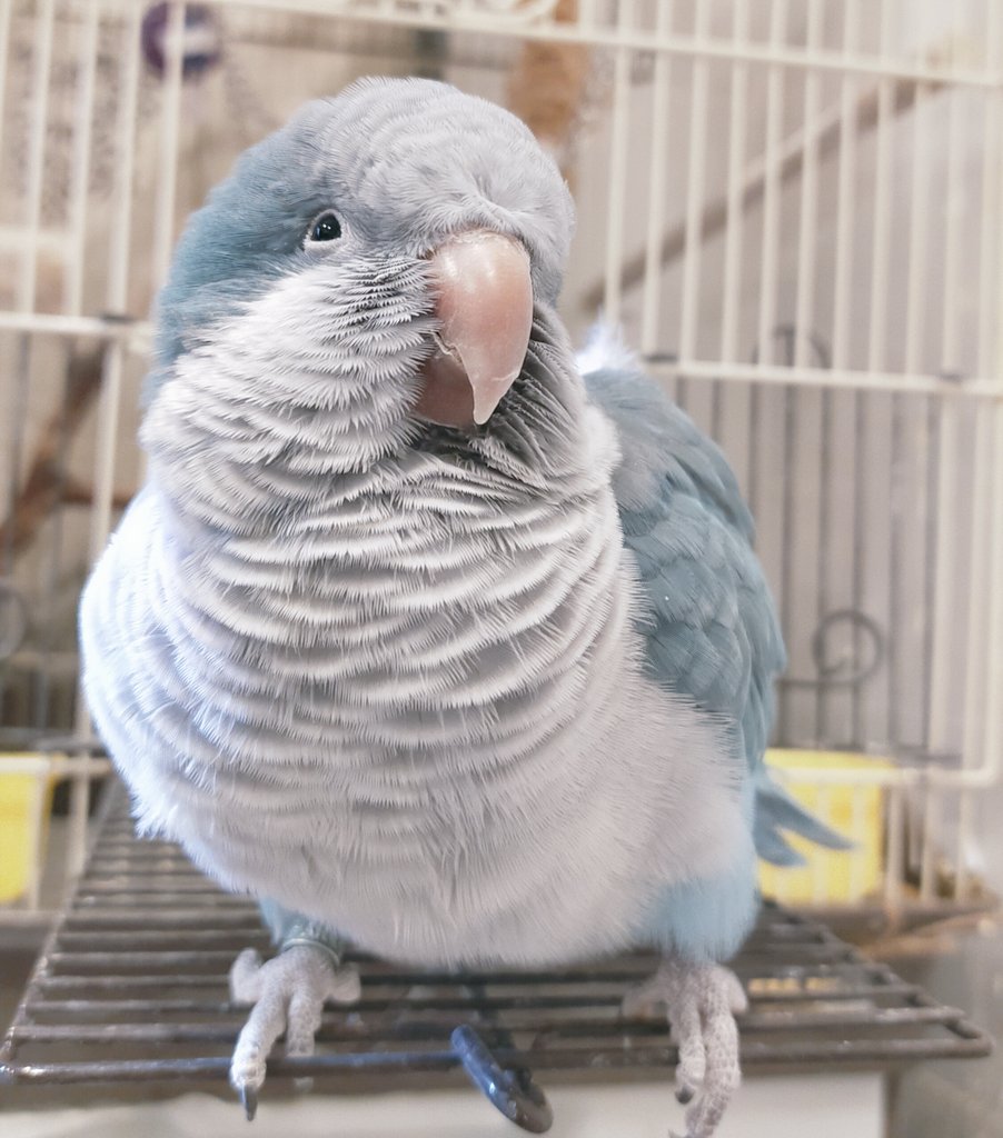 Tweet media one