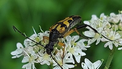 Who'd have thought that work experience would be so awesome?  Check out Sam's blog here
rockinghamforest.org.uk/post/well-awes…
<a href="/NeneRiversTrust/">Nene Rivers Trust</a> <a href="/savebutterflies/">Butterfly Conservation 🦋</a>