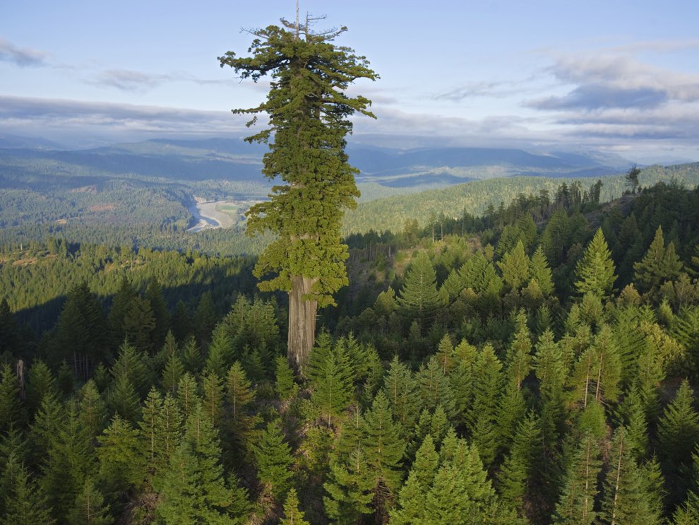 worldforestio's tweet photo. Meet the world’s tallest tree, Hyperion. It can be found in Redwood National Park, California and measures more than 115 m (380 ft).
#redwood #tallesttree https://t.co/2F3zI1SuKk