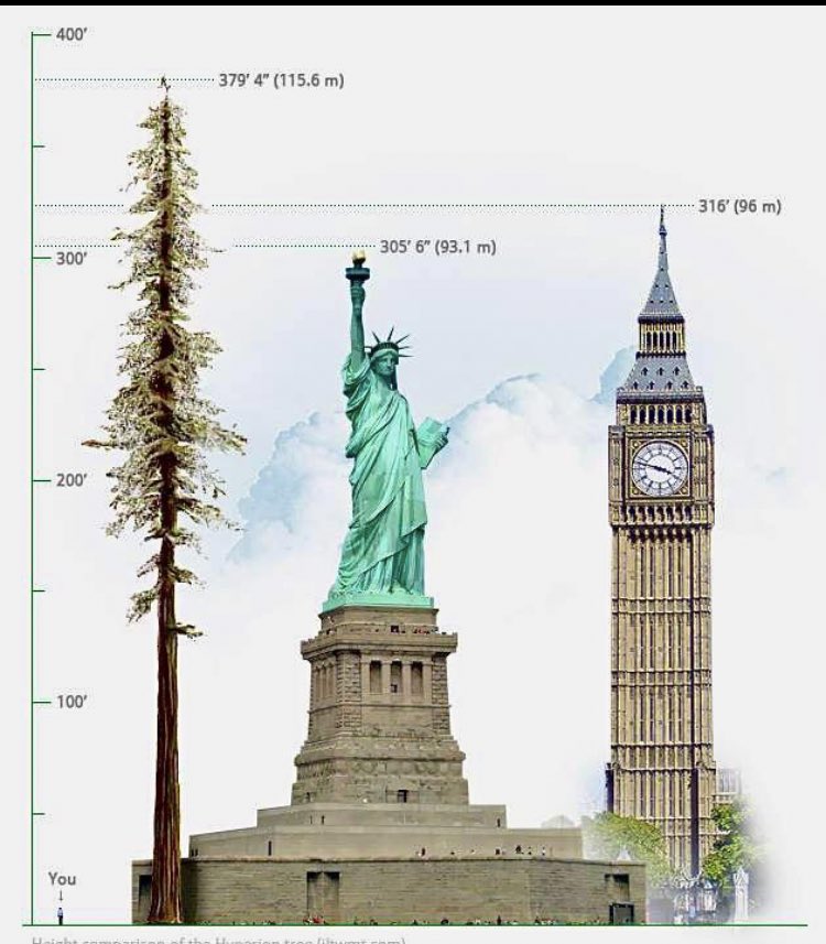 worldforestio's tweet photo. Meet the world’s tallest tree, Hyperion. It can be found in Redwood National Park, California and measures more than 115 m (380 ft).
#redwood #tallesttree https://t.co/2F3zI1SuKk