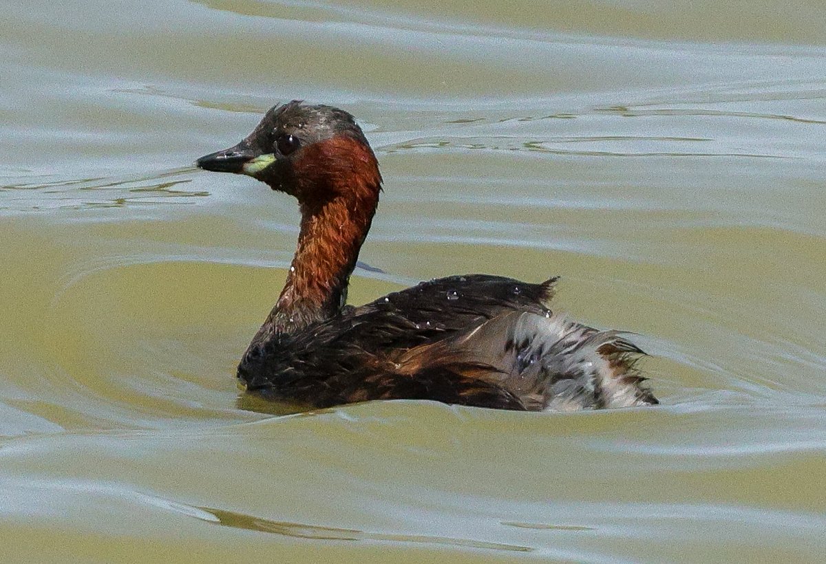 Machos de los dos zampullines más frecuentes en nuestros humedales.

✅ Zampullín cuellinegro
Podiceps nigricollis

✅ Zampullín común o chico
Tachybaptus ruficollis

¿Con cuál os quedáis? Se pueden elegir los dos jaja 😂