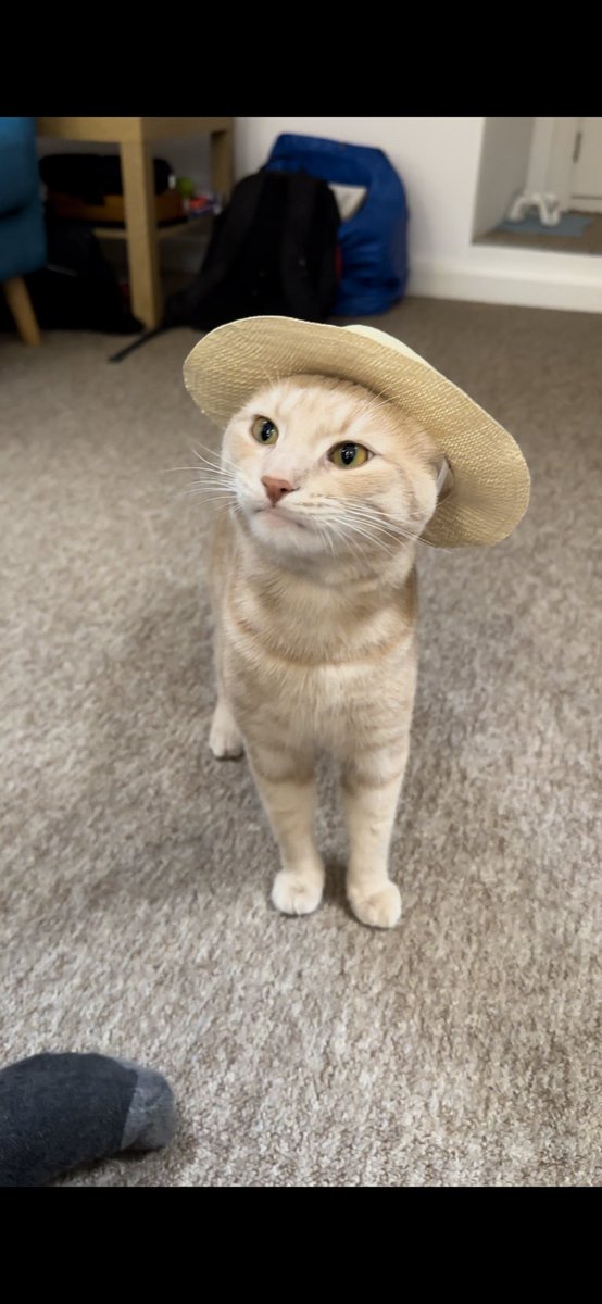 _spagbol's tweet photo. I can’t stop laughing at this pic of my cat https://t.co/GWxV5hYg6d