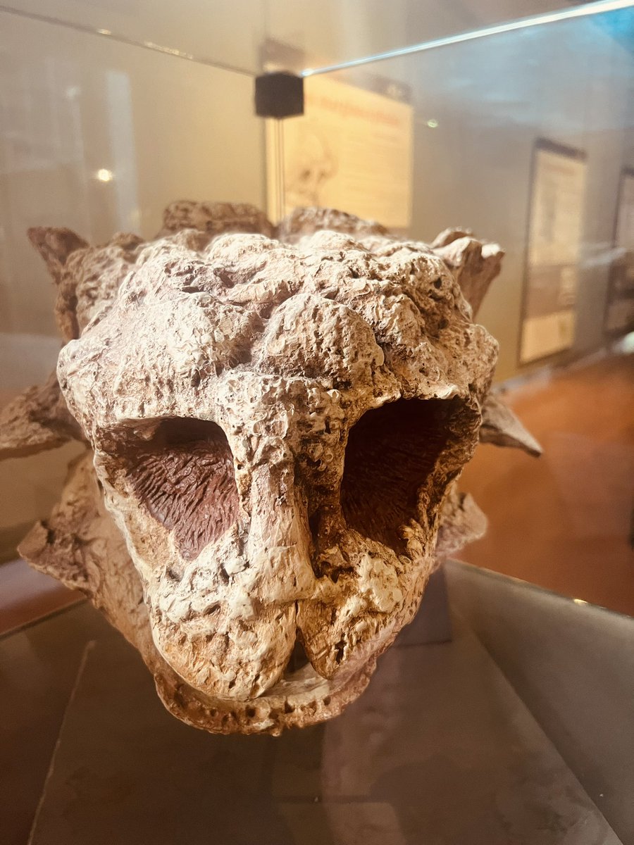 Musée des Dinosaures tweet media