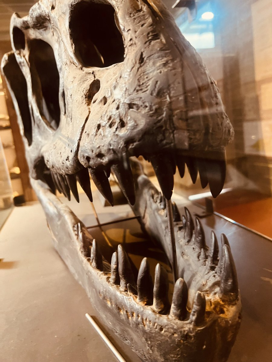 Musée des Dinosaures tweet media