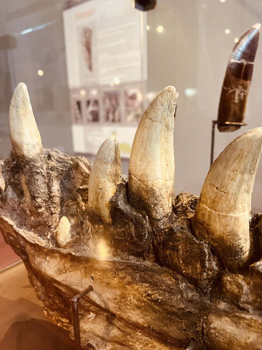 Musée des Dinosaures tweet media