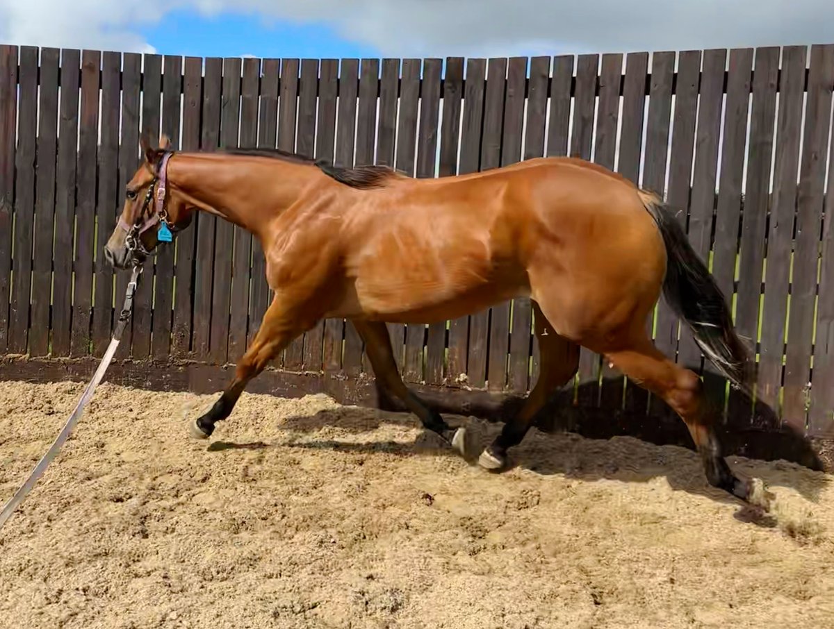 wickhamwicks's tweet photo. Stretching into Thursday! Oasis Dream ex Sparkling Surf filly enjoying her work in preparation for @Tattersalls1766 Book 2 Yearling Sales in October๐ #ToesOutThursday https://t.co/EqJqKDwSni