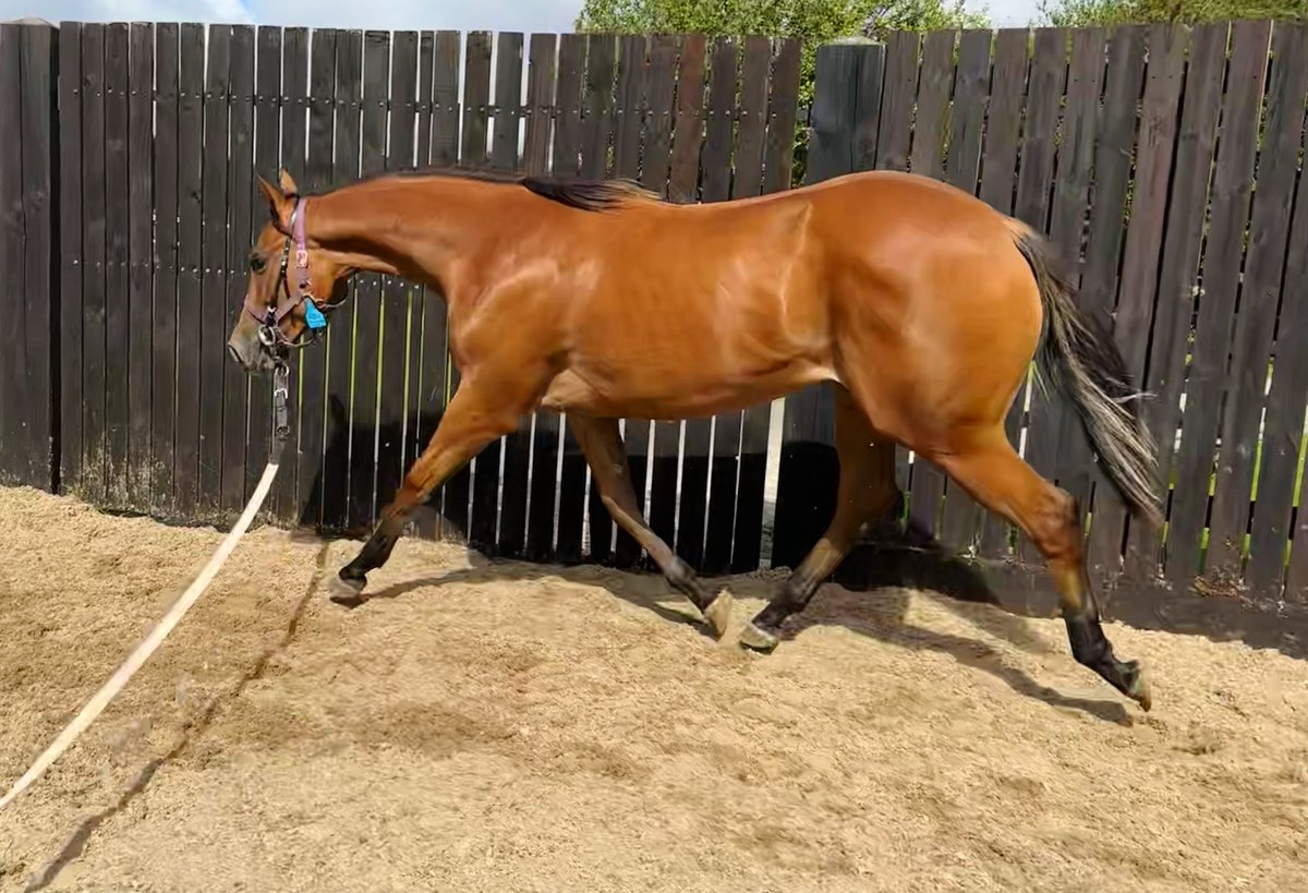 wickhamwicks's tweet photo. Stretching into Thursday! Oasis Dream ex Sparkling Surf filly enjoying her work in preparation for @Tattersalls1766 Book 2 Yearling Sales in October๐ #ToesOutThursday https://t.co/EqJqKDwSni