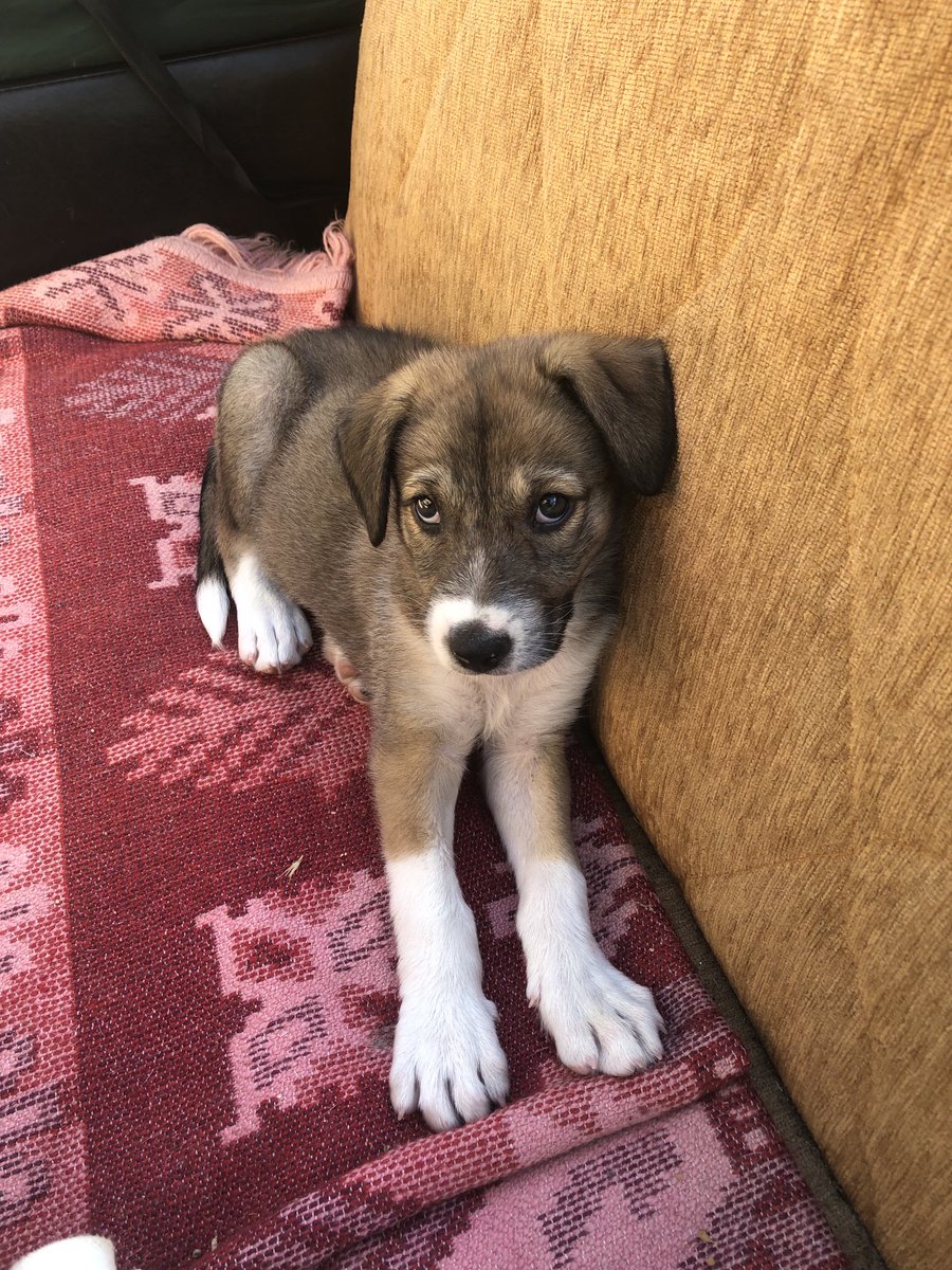 ⁦<a href="/muratkuru/">murat kuru</a>⁩ merhaba, sahiplendirmem konusunda yardimci olabilirmisiniz rica etsem. 3 gun once arabalarin altindan aldim daha cok minik sokakta yapamaz 3 kedi ve 1 kopek var zaten evde. Tahmini 2 aylik civari ve disi, yer yeniciftlik tekirdag. Buralarda hayvan hic sevilmez