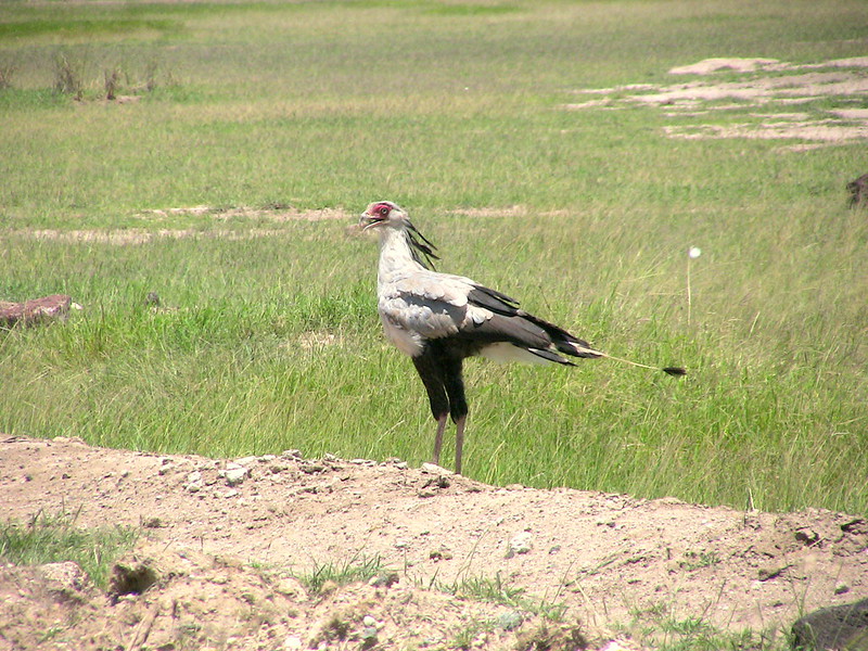IUCN ESARO tweet media