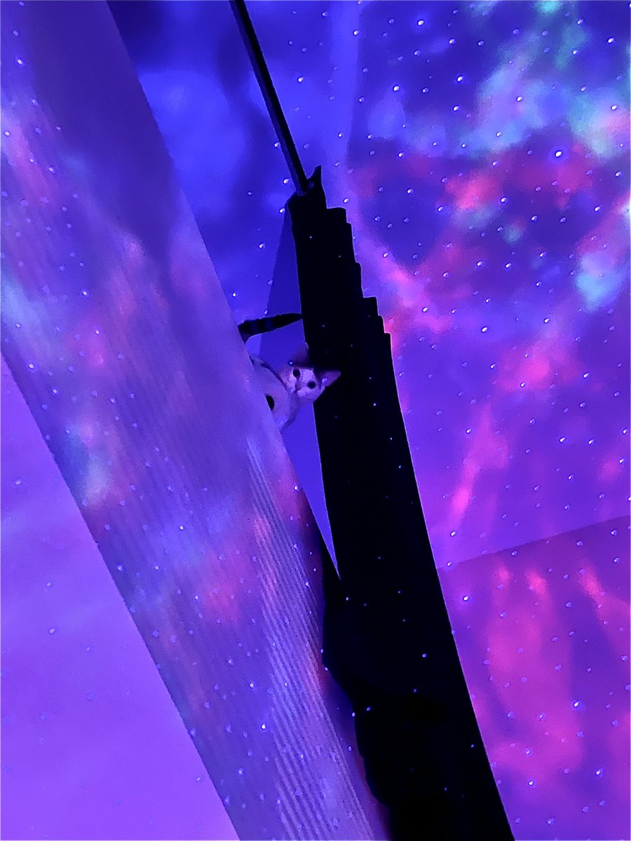 SamStopTalking's tweet photo. Midnight views 🌌🐱 https://t.co/fquKQZgav4