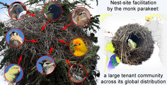 Biology_MDPI's tweet photo. #Highlight_Paper Series_Sharing
The Role of Monk Parakeets as Nest-Site Facilitators in Their Native and Invaded Areas https://t.co/Sq61ToUqlz via @Biology_MDPI @CSIC @pablodeolavide @USFWS @UEuropea
#nest_inquilines #biological_invasions #cavity_nesters #monk_parakeet https://t.co/YFfwW55G9t