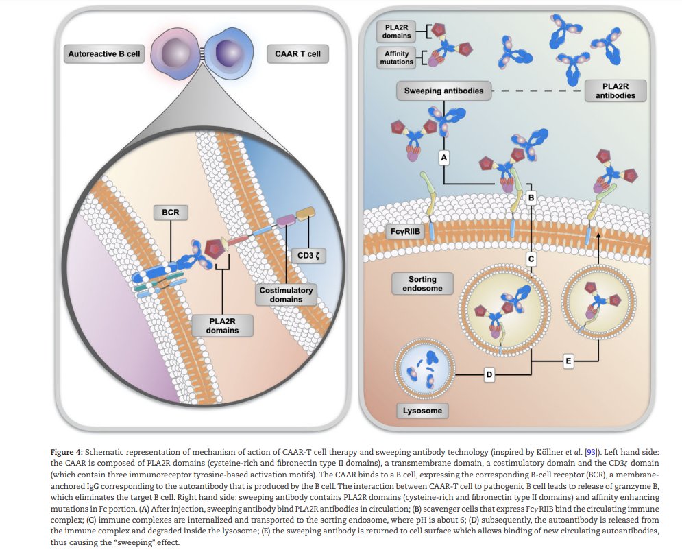 CKJsocial's tweet image. 🤯 Resistant membranous?
🤩 Check out this MABsolutely great Review on future treatment options
💥 Anti #CD20 #CD38 and #complement inhibitors get a special mention… what would your money be on?
👉doi.org/10.1093/ckj/sf…
Tweet by @madelena_stauss