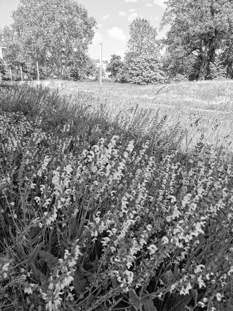 stufu_hszg's tweet image. Sehr schön.
Aber unsere #Blühwiese|n am #Campus @StadtZittau auch.
#Studier_hier #Weilsschönist
#Zittau #Oberlausitz #Sommer (fs)