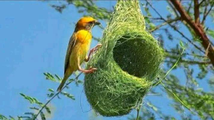 "मंजिल यूँ ही नहीं मिलती राही को जुनून सा दिल में जगाना पड़ता है.. 
पूछा चिड़िया से कि घोसला
🌿🌿🕊️🌿🌿
कैसे बनता है........
वो बोली कि तिनका तिनका
उठाना पड़ता है......
         जोहार प्रकृति 🌳🌾🌻