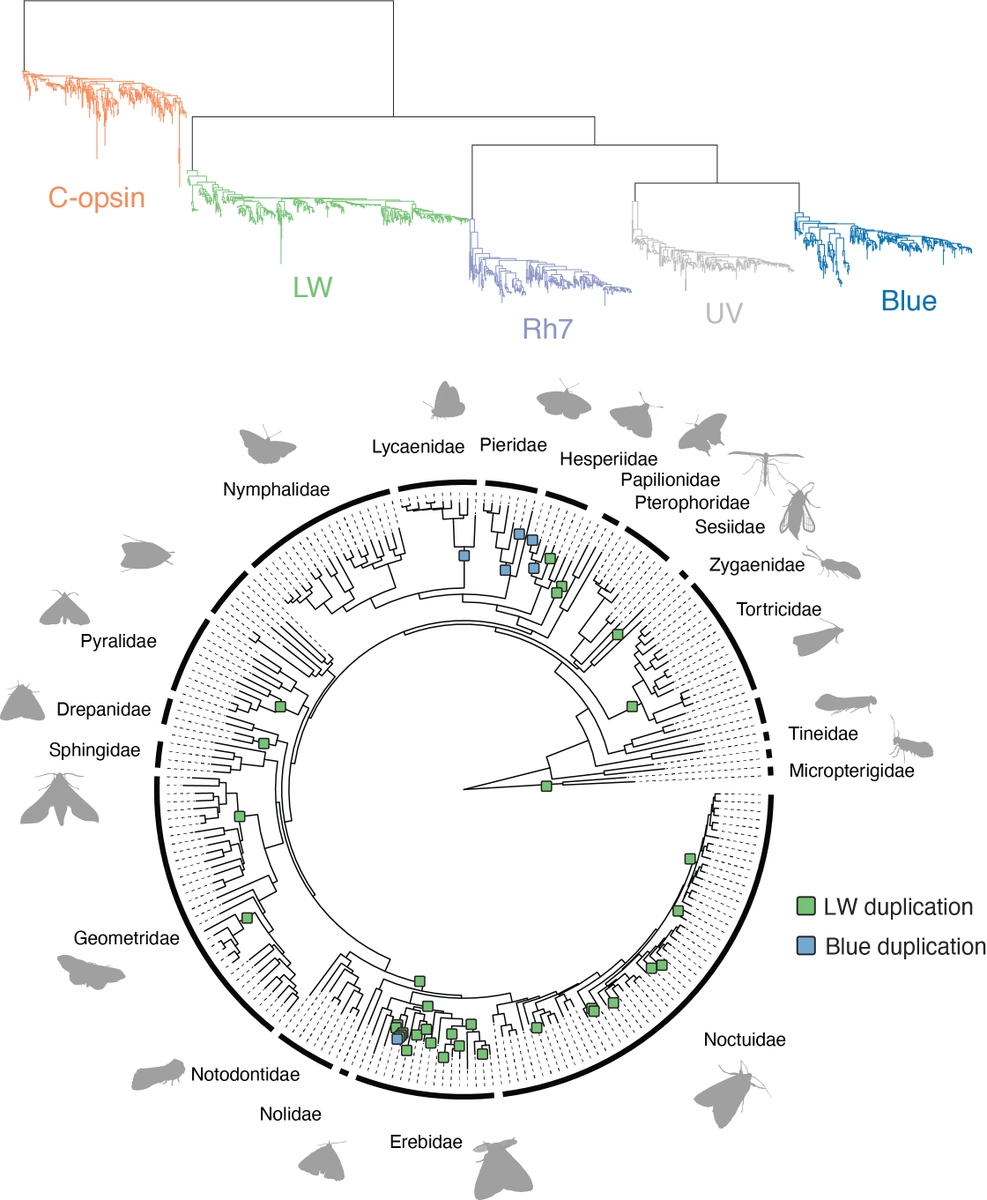 Peter Mulhair (@petermulhair) on Twitter photo How do moths and butterflies see?🦋👀
Our new preprint looks at the evolution of #opsin genes across #Lepidoptera. We uncover fascinating patterns of opsin duplication, translocation, and expression by analysing 219 genomes (most from <a href="/darwintreelife/">Darwin Tree of Life</a>)
🔗tinyurl.com/mr2xh7cx How do moths and butterflies see?🦋👀
Our new preprint looks at the evolution of #opsin genes across #Lepidoptera. We uncover fascinating patterns of opsin duplication, translocation, and expression by analysing 219 genomes (most from <a href="/darwintreelife/">Darwin Tree of Life</a>)
🔗tinyurl.com/mr2xh7cx