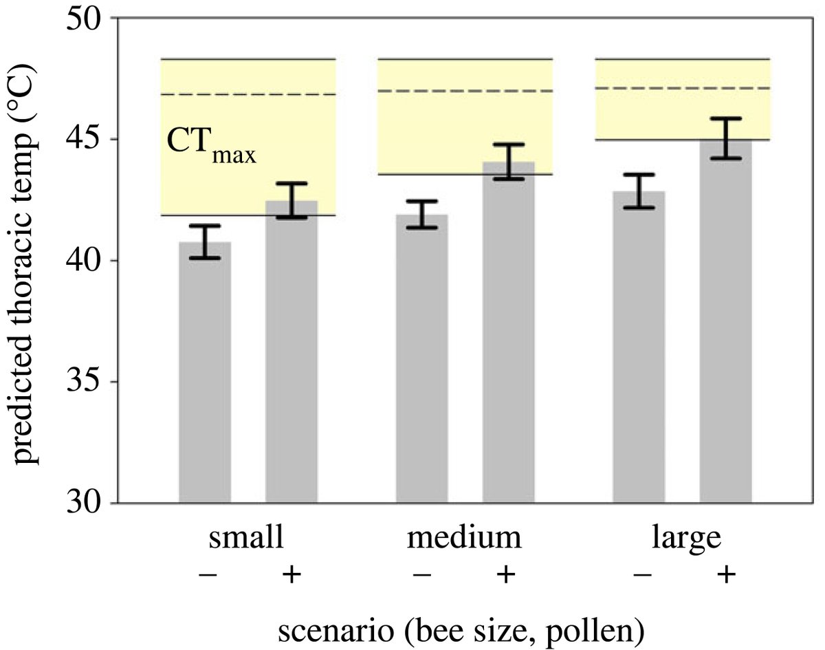Bees get ~0.07°C hotter for every mg of pollen they carry, making loaded bees about 2°C hotter than unloaded bees. Read the full #BiologyLetters paper - Larger pollen loads increase risk of heat stress in foraging bumblebees ow.ly/CLlY50OuAML | #bumblebees #Behaviour2023