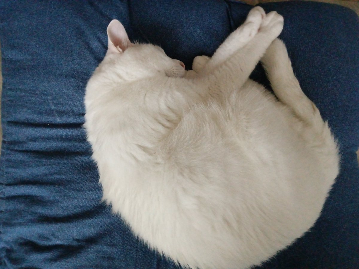 marblehit110's tweet photo. 長〜いお昼寝
はく♂

YouTubeはじめました♪
うちのねこ🐈‍⬛はく♂のあ♀
https://t.co/EA7Y3OI3J4
毎日18時
応援よろしくお願いします(^o^) https://t.co/nZGe8f8yW5