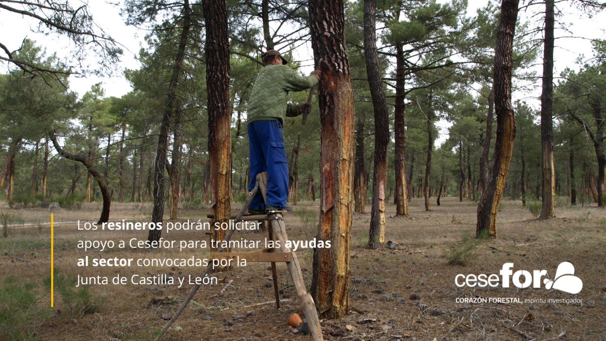 FCesefor's tweet photo. 🔴Del 17 de agosto al 10 de septiembre los resineros se podrán apoyar en Cesefor para tramitar la solicitud de ayudas de la @jcyl ⚠️Consulta los detalles: https://t.co/x3pZB5d0Lu
#resina #resineros #resinasnaturales #aprovechamientoforestal #gestionforestal https://t.co/5WetqDi8aT