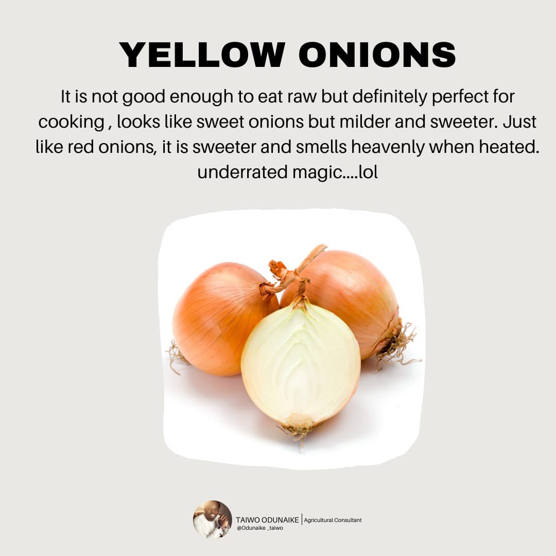 TaiwoOdunaike's tweet photo. Each onions as their own uniqueness.
#agriculture #healthyfood #balanceddiet #yellowonions #agriculturalconsultant https://t.co/diBTIa50xb