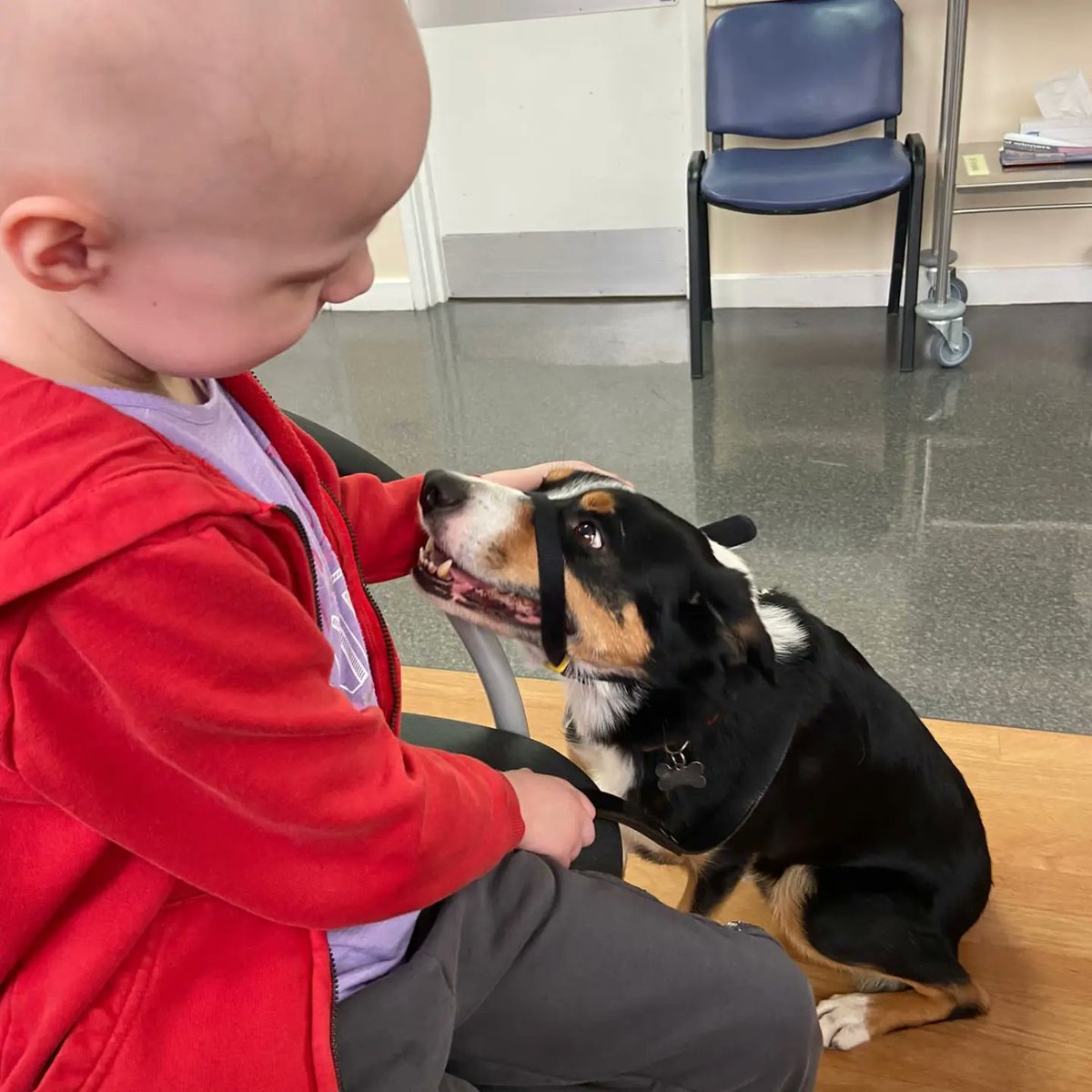 MidlandsPaedRT's tweet image. Here is Freya with our furry friend Chase after being so brave with her first session of #radiotherapy @uhbtrust! Tuesday is clinic day, a slightly longer day made easier by our friends at Pets in Hospital supported by @uhbcharity. @UHBCancer