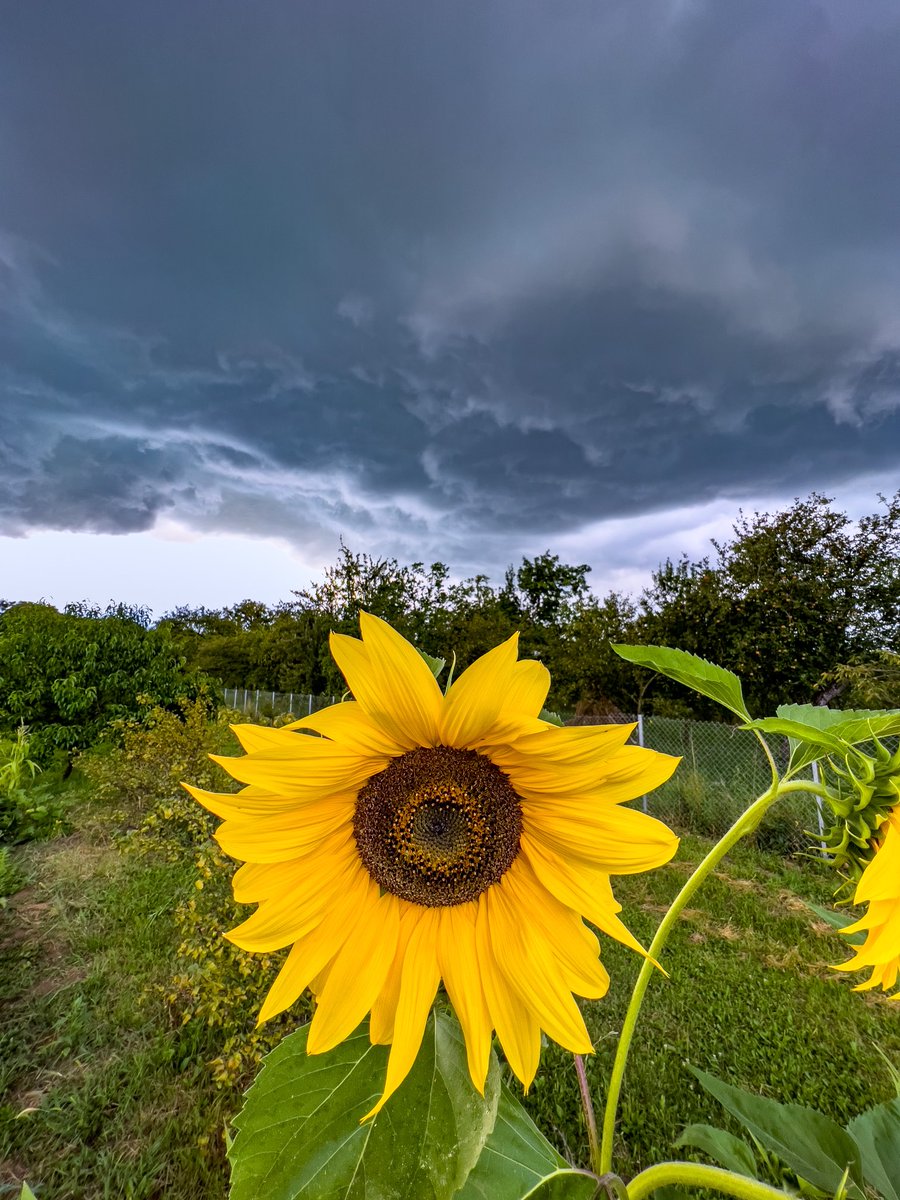 GebeAlpar's tweet photo. Beautifull angry clouds 

#clujnapoca #vlaha #clouds #shotoniphone #sunflower https://t.co/uiJQlyDFIh