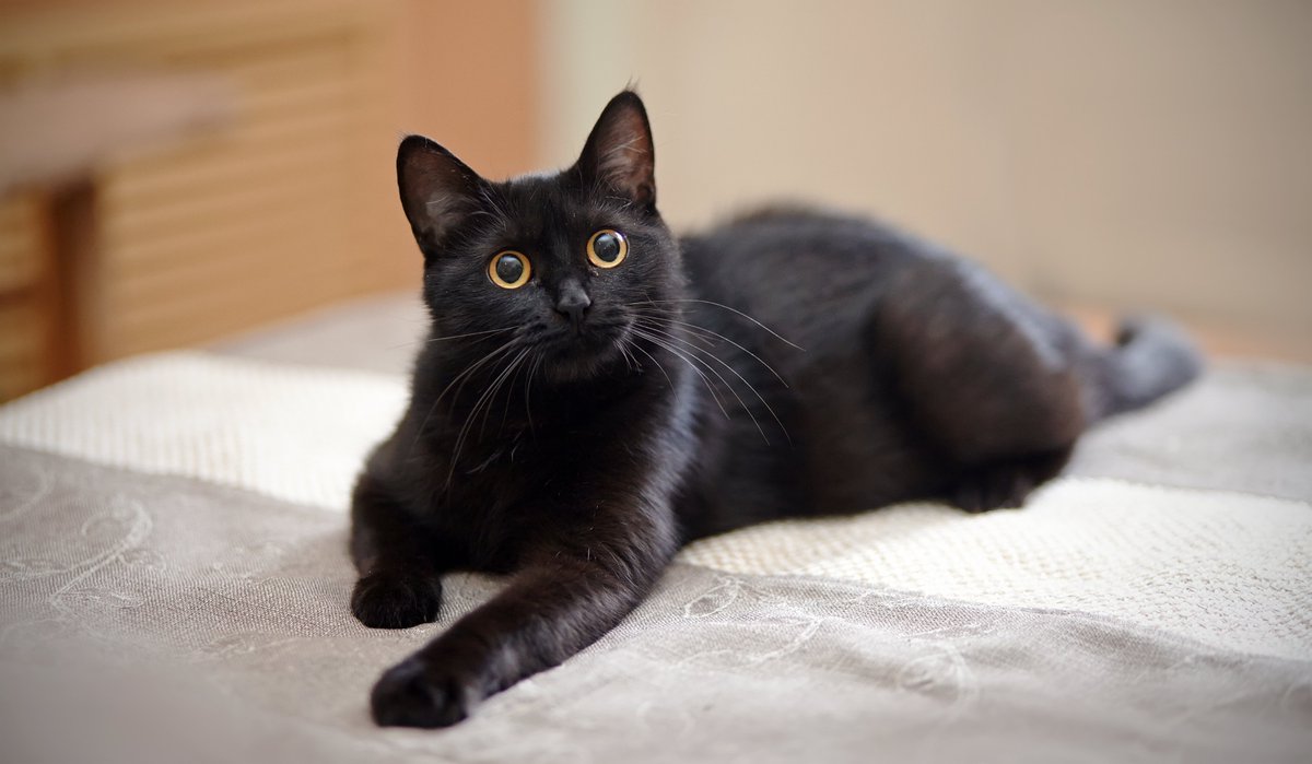 Black cats... do they bring good luck 🍀 or bad luck 👎? There are plenty of myths surrounding our moggy friends, but personally, we just love them! 🖤 #BlackCatAppreciationDay #BlackCat #GoodLuck #BadLuck #4Paws #PetInsurance #InsuranceUK #4PawsPetInsurance 🐾🐾