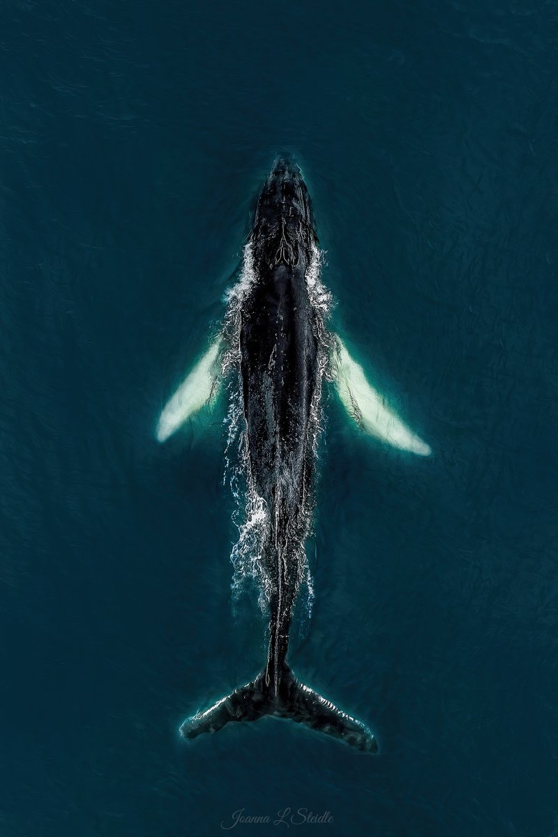 Joanna L Steidle tweet media