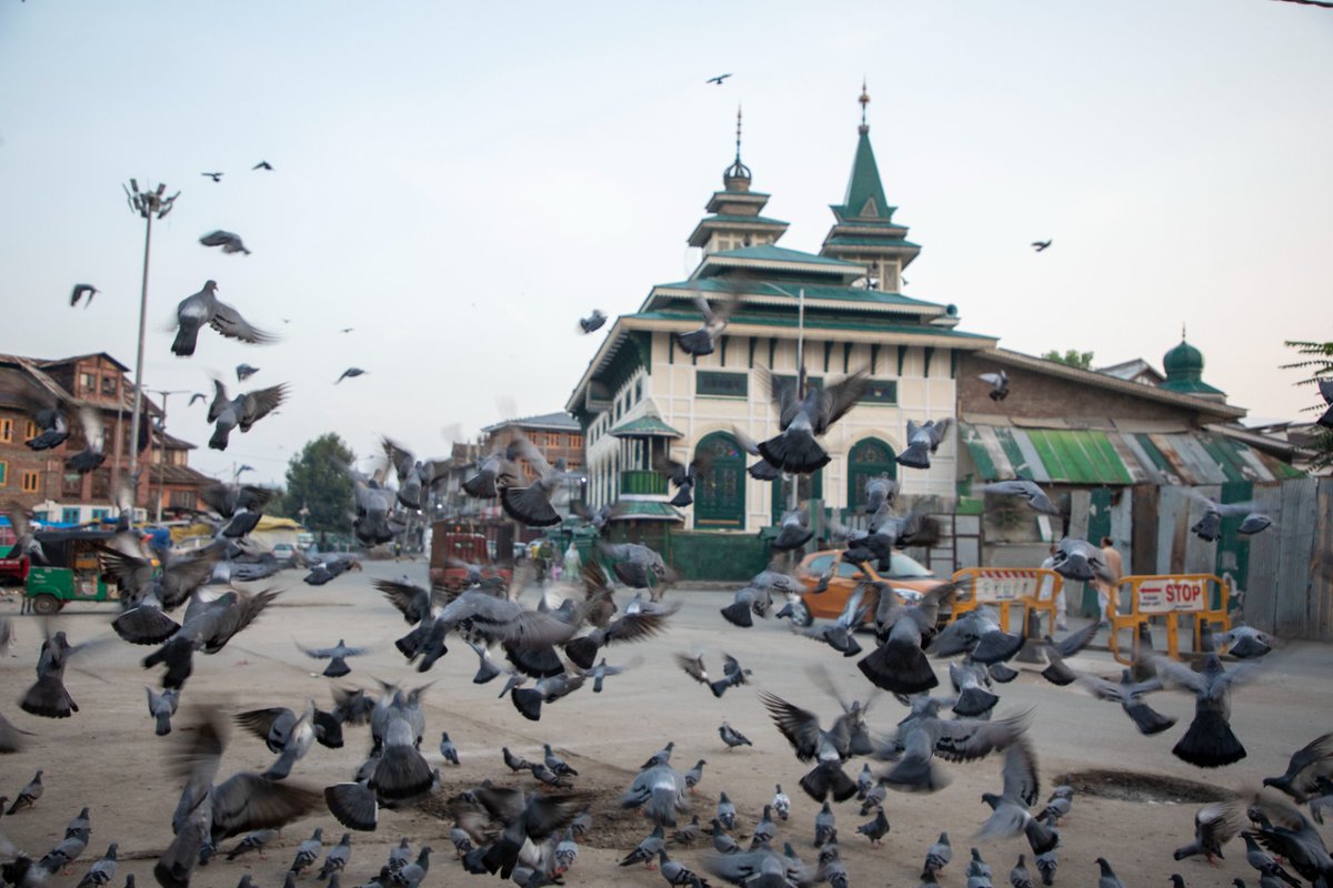 A man feeds pigeons early morning outside Dasteegeri Sahib Photographs by @umeerasif for The Kashmir Walla.