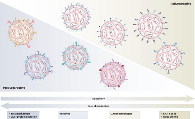 In a Review now published online, @Edo_Kon @Nitay_hamkori @HazanHalevy @LiorStotsky & @peer_lab discuss targeting and delivery strategies for mRNA–lipid nanoparticles in oncology: nature.com/articles/s4157…