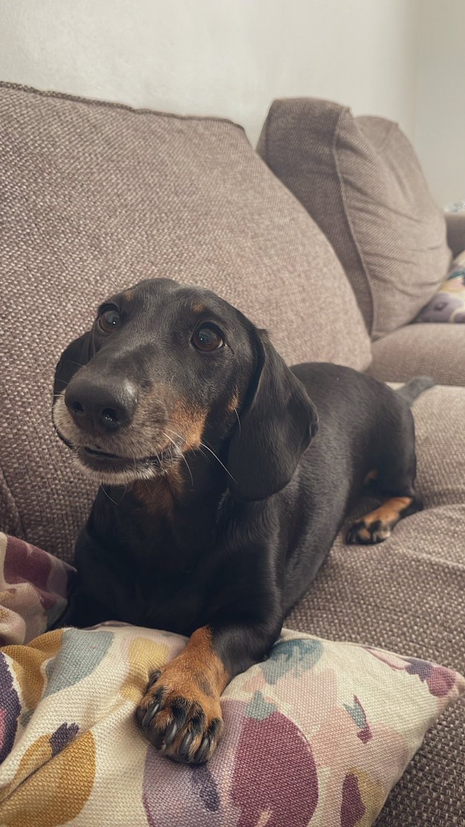 PicklesDexter's tweet photo. Always ready to play ball #ballislife https://t.co/3RNVRp3xTD