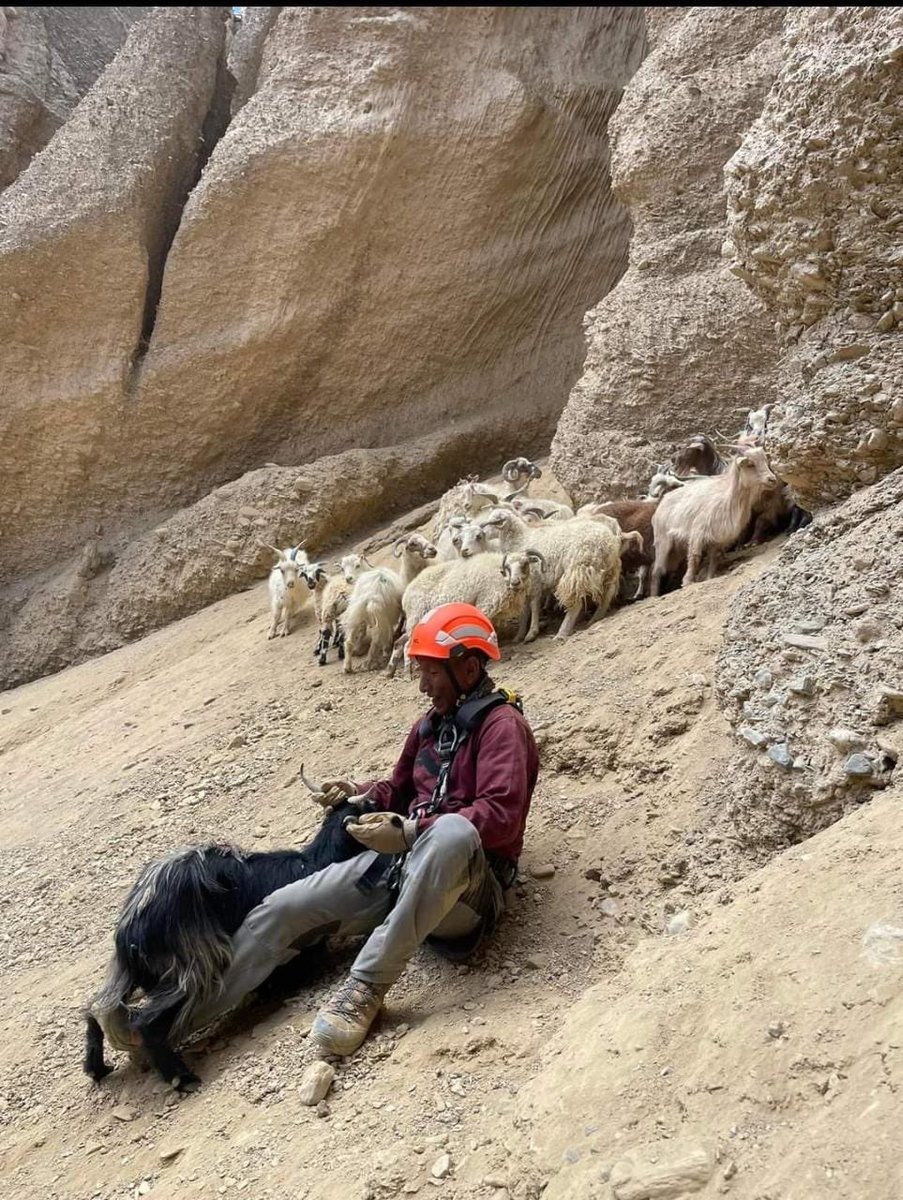 DIPR_Leh's tweet photo. Update on rescue mission at Pang- 

After the recce in the area, some goats were found stranded in a deep gorge. UTDRF personnel swiftly took action, using ropes to successfully recover 27 of the stranded livestock today.

@LAHDC_LEH 
@DC_Leh_Official 
@prasarbharti https://t.co/UuzK2sFXzH