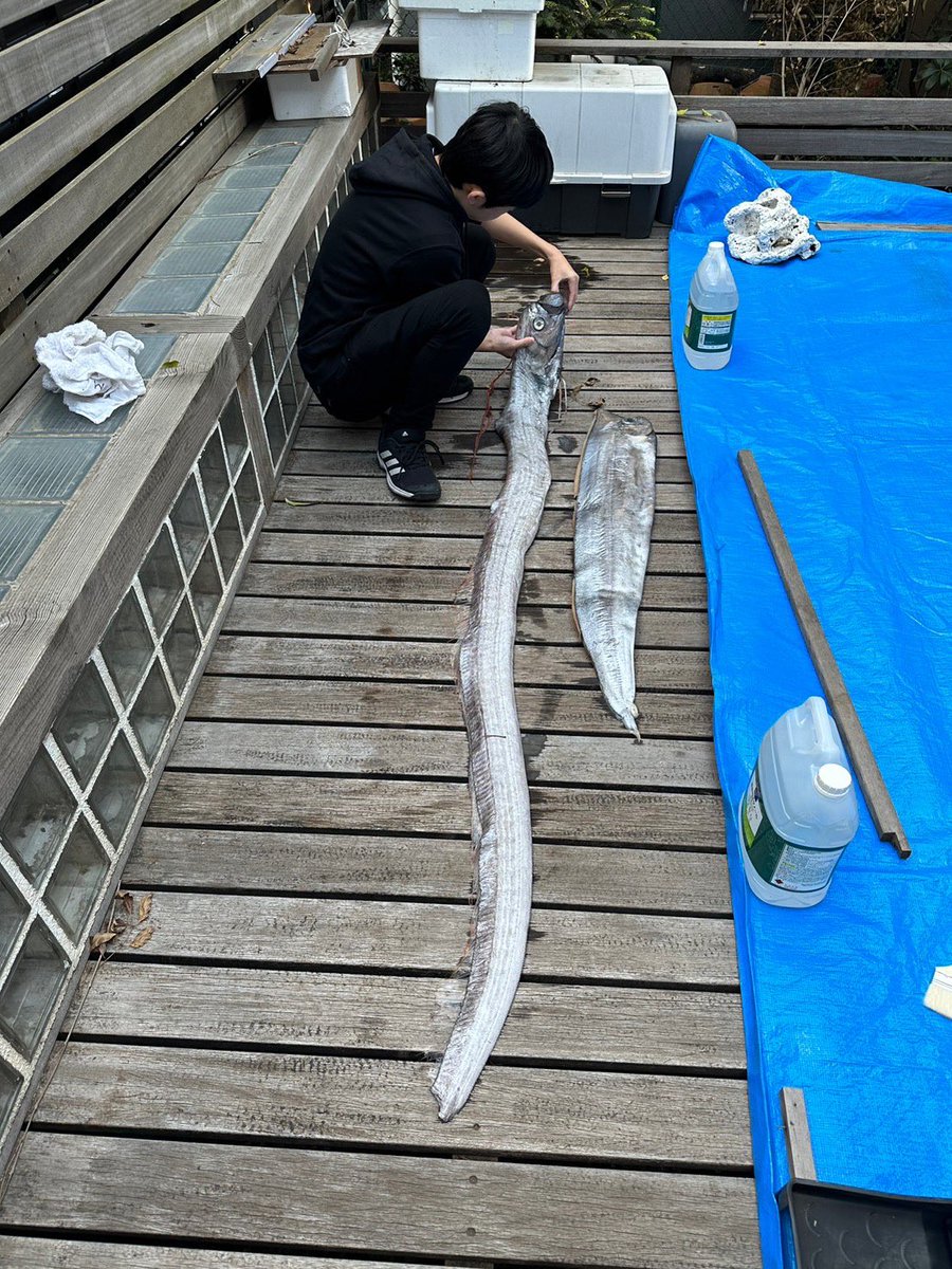 Sorari_Aiba's tweet photo. 新鮮なリュウグウノツカイとアカナマダがやってきたので、魚拓を取りました。 https://t.co/NSK9XyQbJy