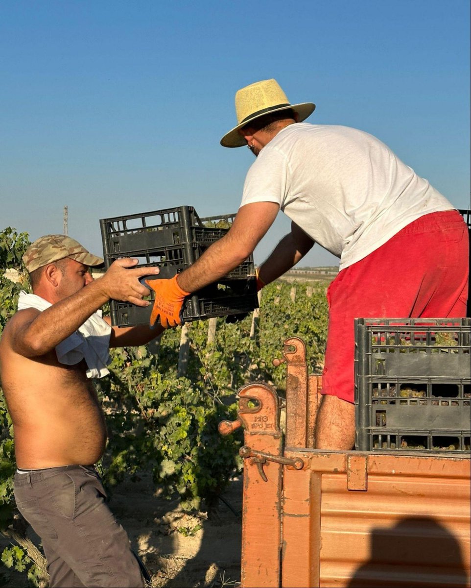 ViniRamaddini's tweet photo. Oggi si vendemmia per esprimere il profumo e la dolcezza della Sicilia in un calice; con queste uve di Moscato faremo il nostro Passito, l'Al Hamen.

Disponiamo le uve nelle cassette, che in seguito mettiamo in asciugatura nell’ombraia sui graticci.

#ramaddini #moscato… https://t.co/ZLKB7EJEFm