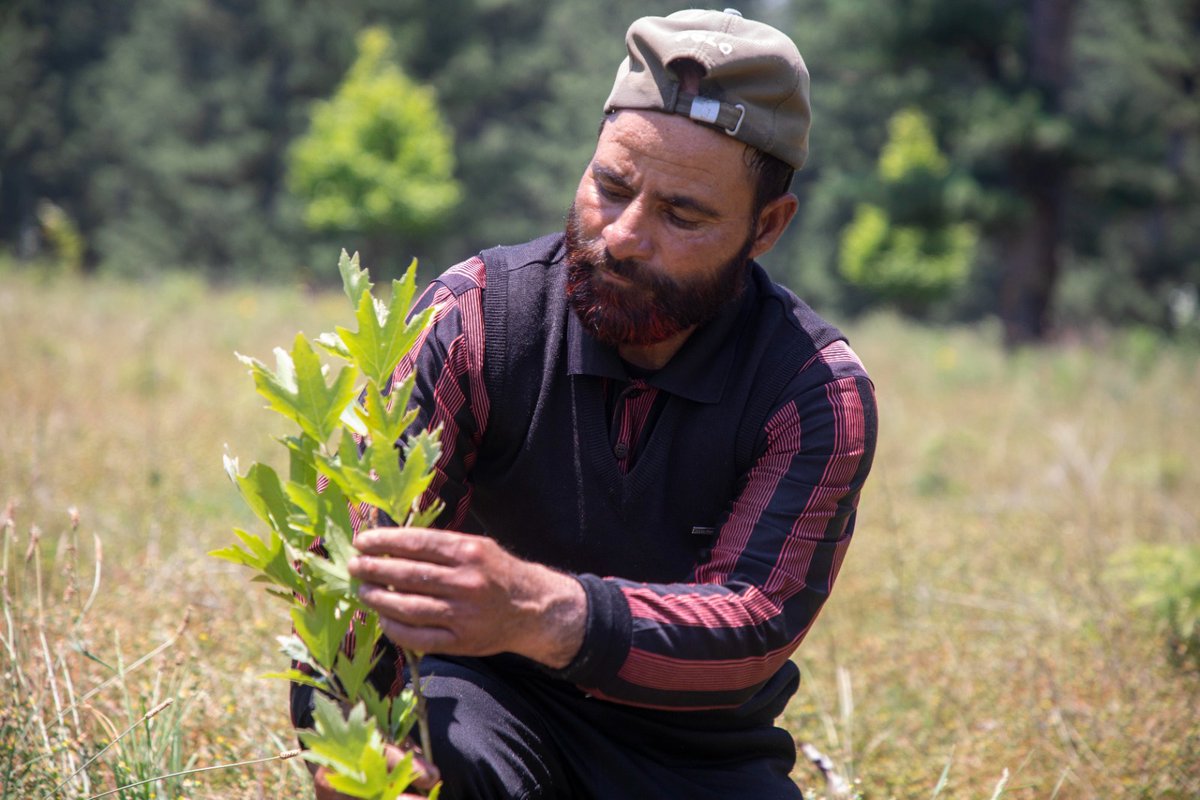Chinar man: Abdul Ahad Khan has planted 1500 chinar trees in north Kashmir's Kupwara district. Photograph by @umeerasif for The Kashmir Walla